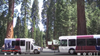  A photo of two national parks buses parked in front of Redwood trees.